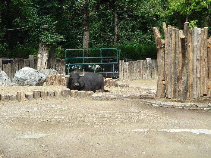 DSC01328 - ZOO VIENA