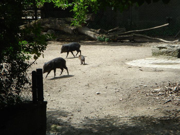 DSC01329 - ZOO VIENA