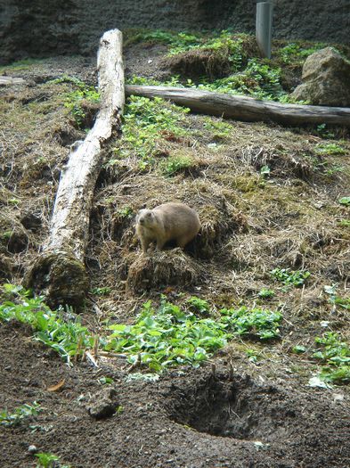 DSC01332 - ZOO VIENA