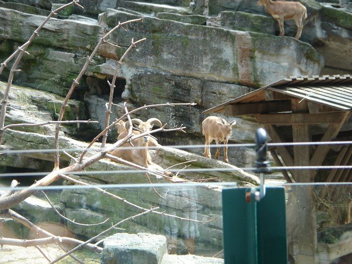 DSC01336 - ZOO VIENA