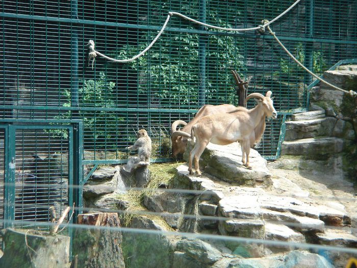 DSC01337 - ZOO VIENA