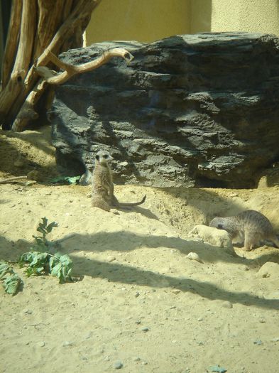 DSC01348 - ZOO VIENA