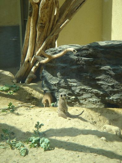 DSC01349 - ZOO VIENA