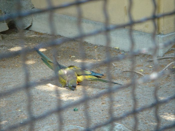 DSC01367 - ZOO VIENA