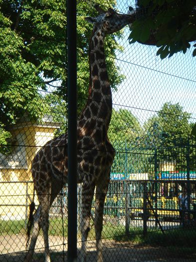 DSC01370 - ZOO VIENA