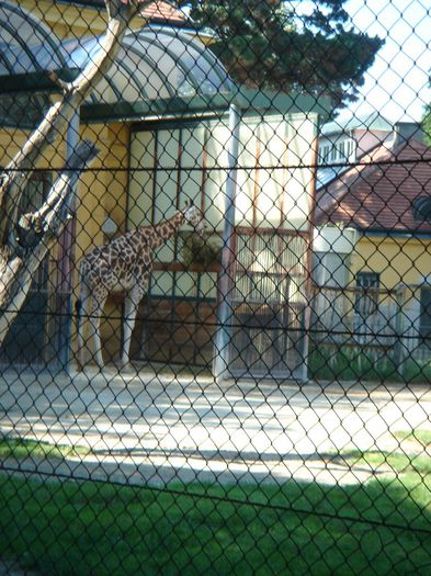 DSC01372 - ZOO VIENA