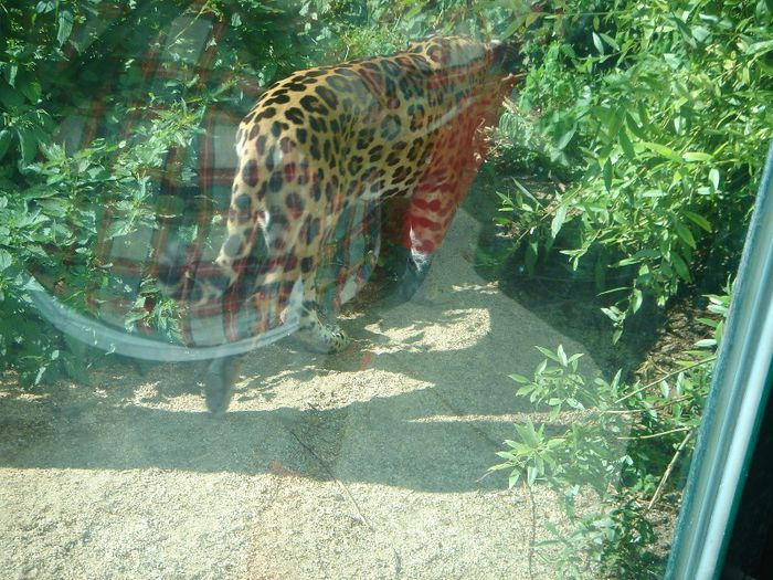 DSC01374 - ZOO VIENA