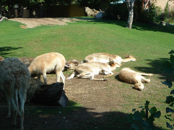 DSC01378 - ZOO VIENA