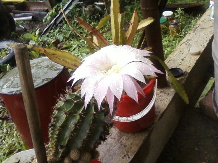 Fotografii-0009