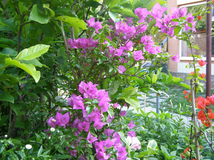 P1018323 - Gradina 2013