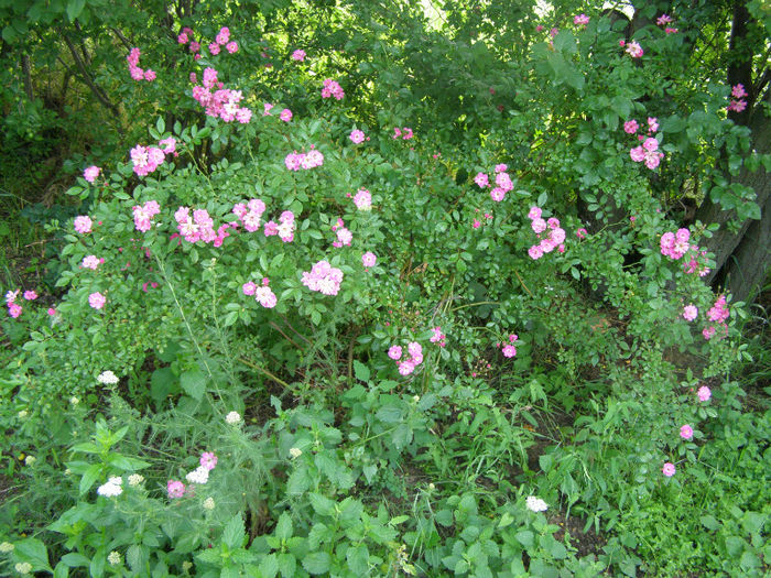 P1018353 - Gradina 2013