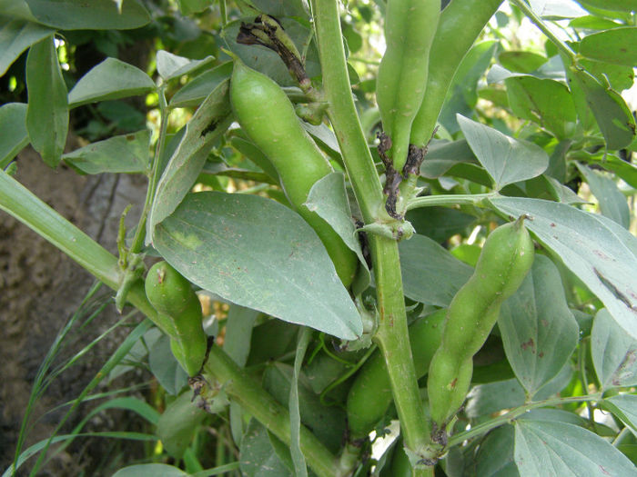 Bob cu pastai - Gradina de legume si aromatice