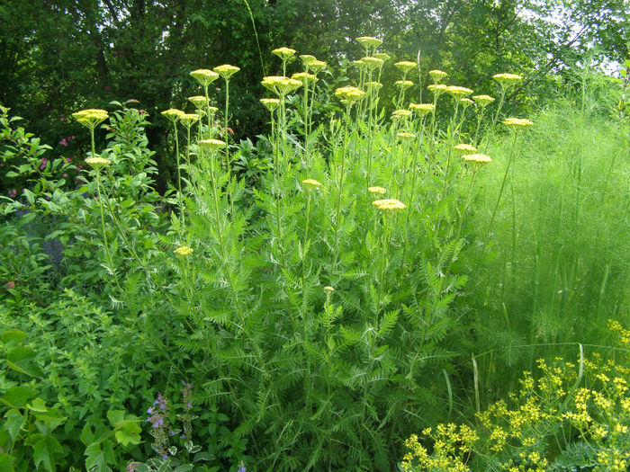 Coada soricelului - Gradina de legume si aromatice