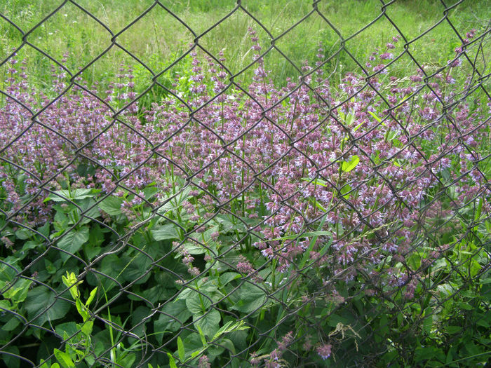 Salvie salbatica - Gradina de legume si aromatice