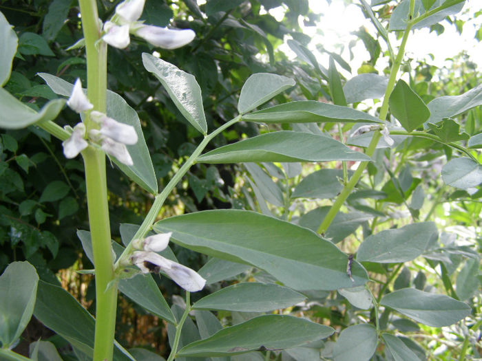 Bob cu flori - Gradina de legume si aromatice