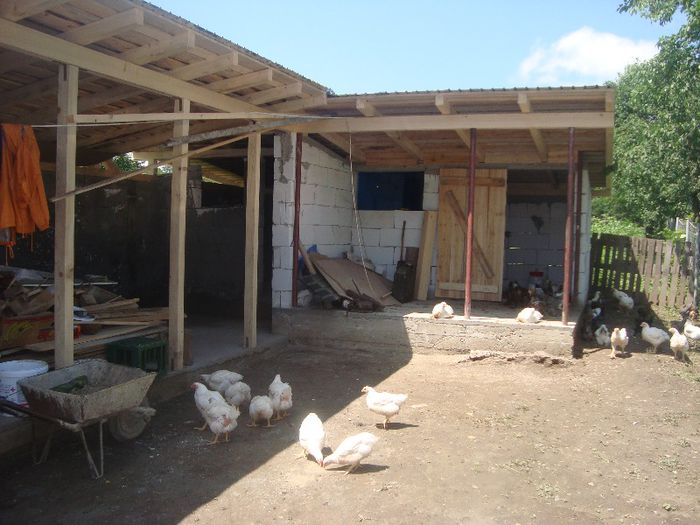 DSC03544 - Pui de rasa