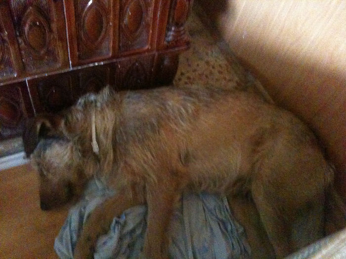 Nikon Coolpix 19 55 018