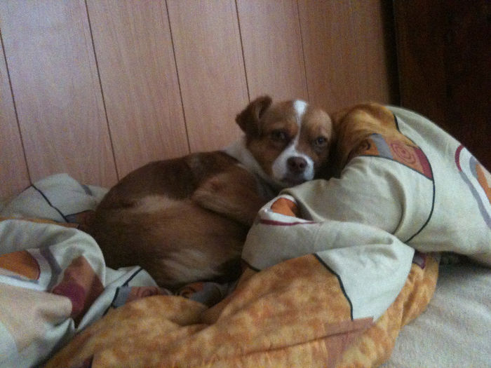 Nikon Coolpix 19 55 013