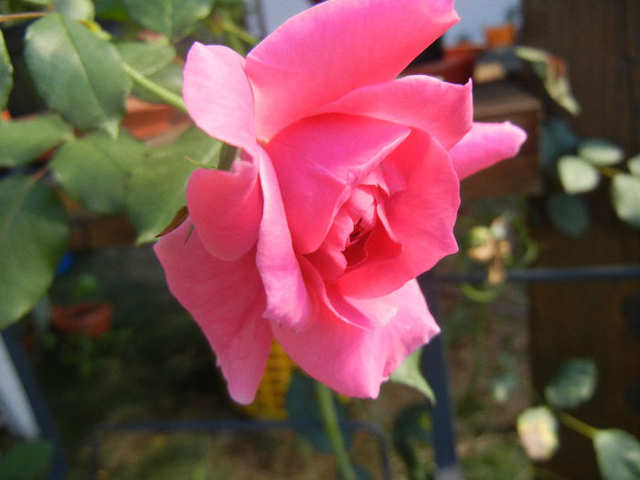 Rose Parade (2012, September 01)
