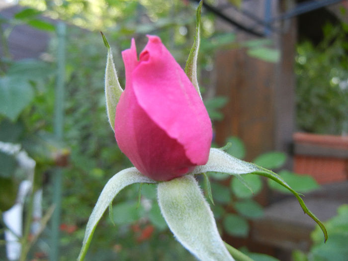 Rose Parade (2012, September 24)