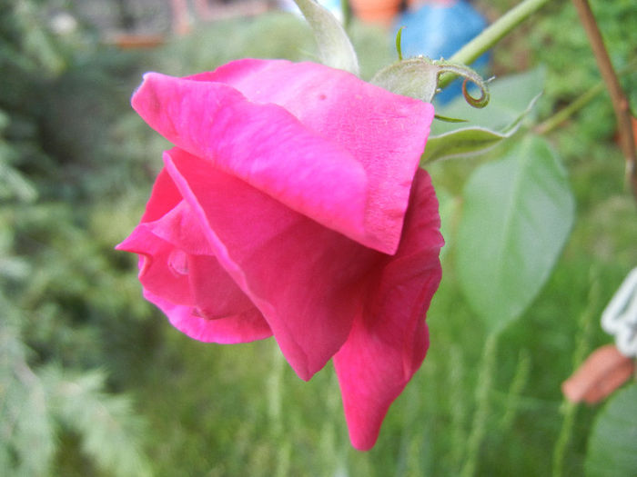 Rose Parade (2013, May 18)