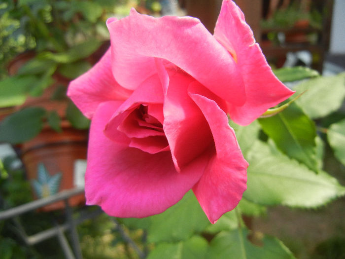 Rose Parade (2013, May 19) - Rose Parade