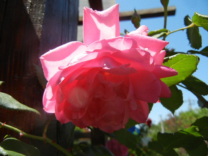 Rose Parade (2013, May 26)