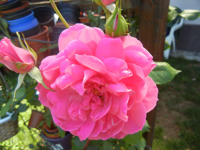 Rose Parade (2013, May 26)