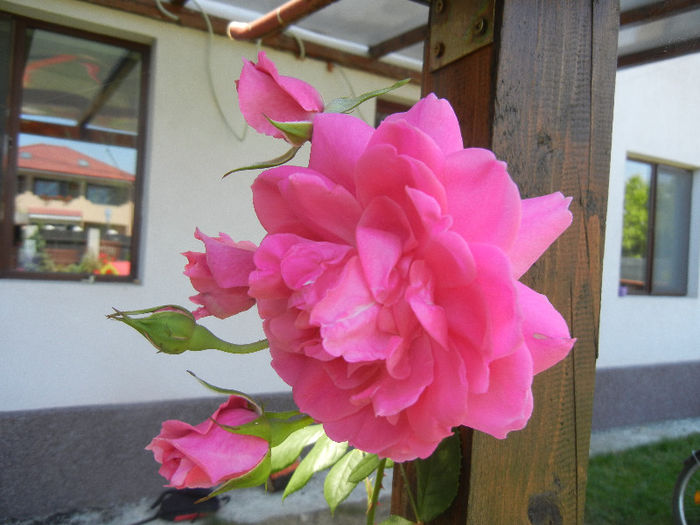 Rose Parade (2013, May 26)