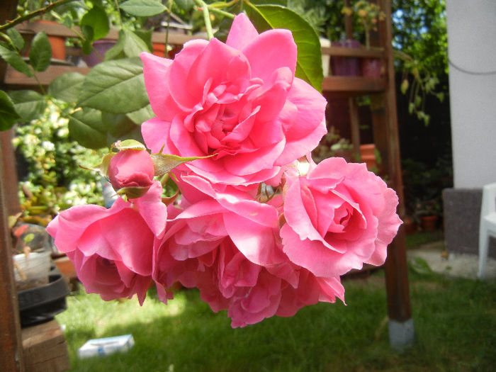 Rose Parade (2013, May 28)