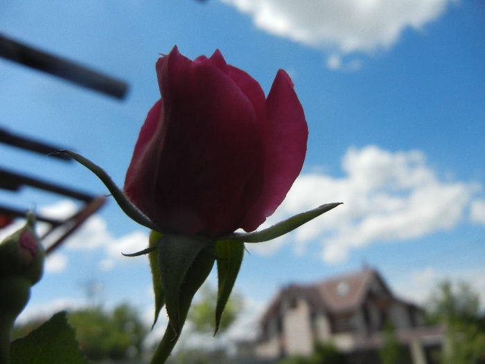 Rose Parade (2013, May 28)