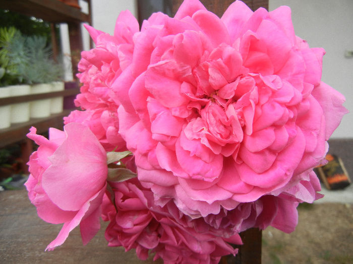 Rose Parade (2013, June 02)