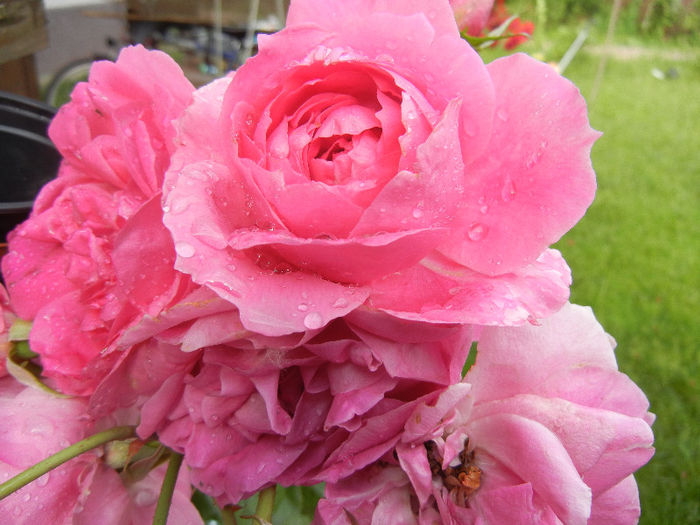 Rose Parade (2013, June 02)