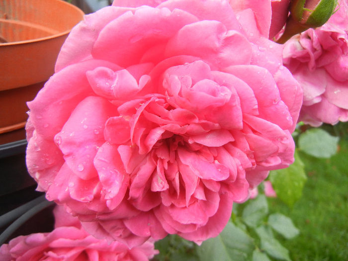 Rose Parade (2013, June 02)