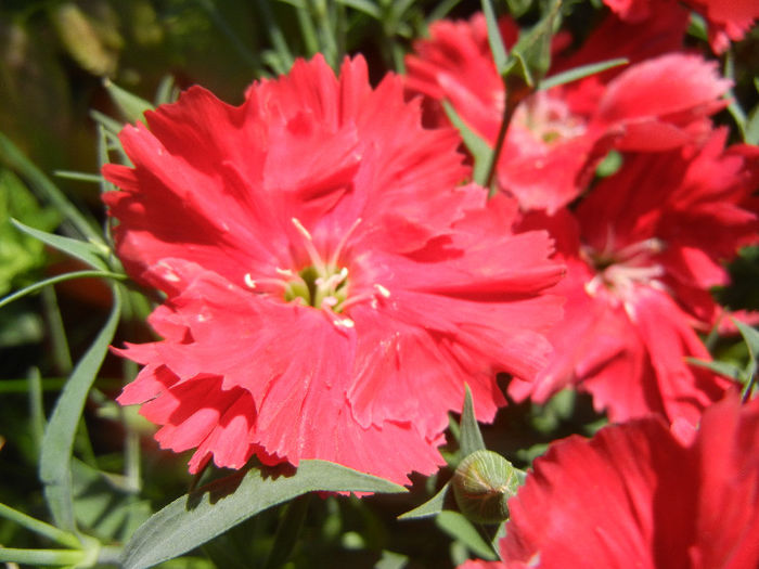 Dianthus (2013, June 04) - DIANTHUS_Garoafe Garofite