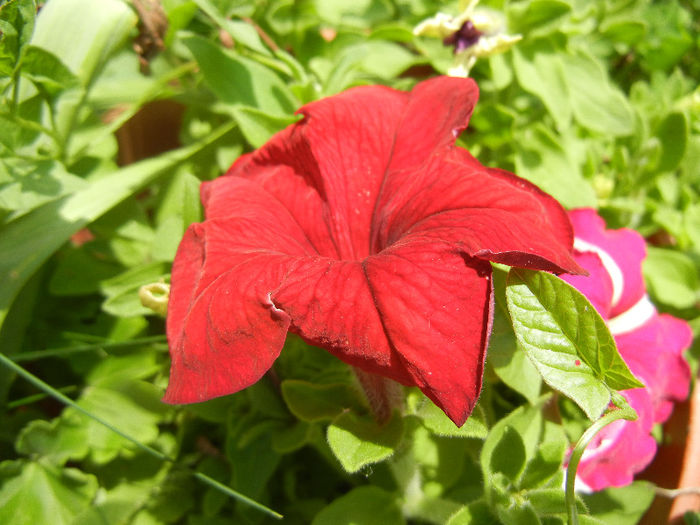Red petunia, 04jun2013