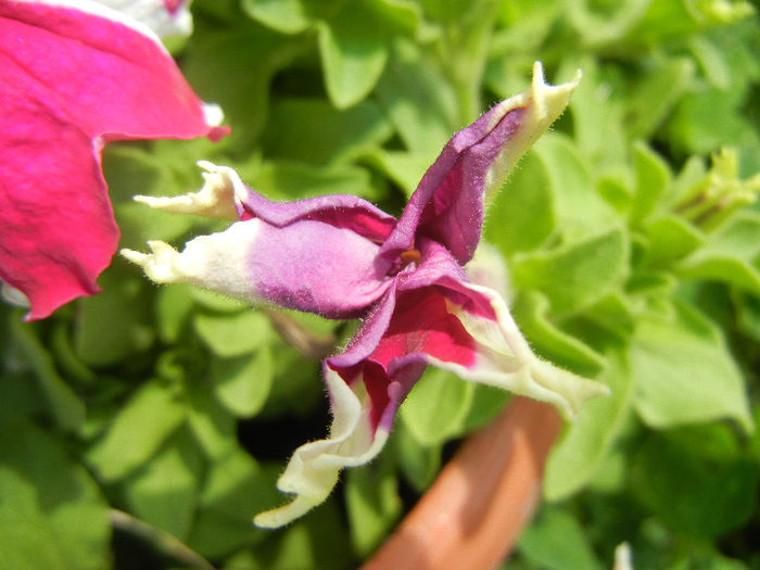 Pink & White petunia, 04jun2013