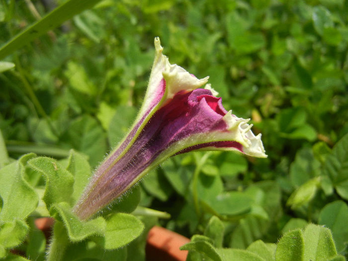 Pink & White petunia, 04jun2013