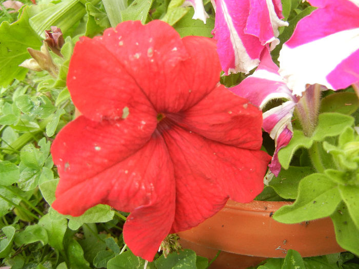 Red petunia, 08jun2013