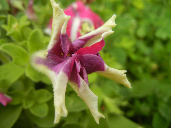 Pink & White petunia, 08jun2013