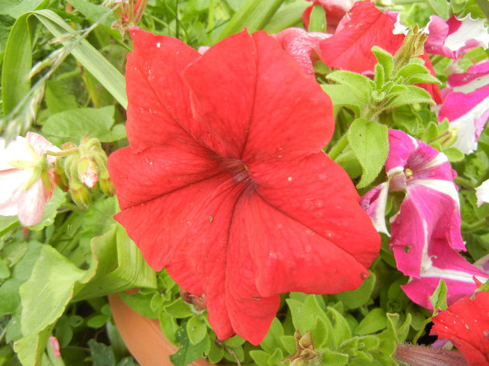 Red petunia, 08jun2013