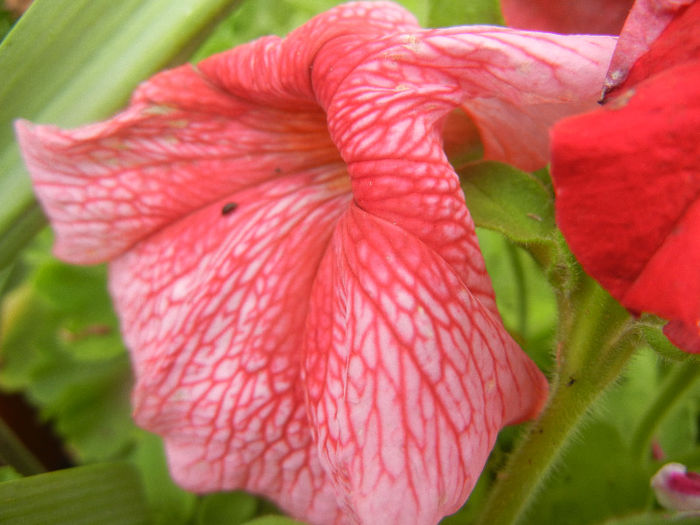 Pink petunia, 08jun2013
