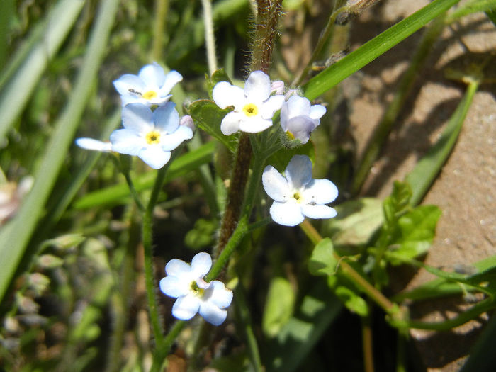 Myosotis alpestris (2013, June 04) - MYOSOTIS Alpestris