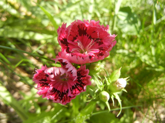 Dianthus chinensis (2013, June 04)