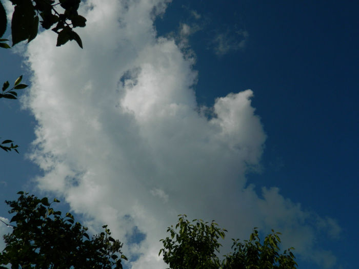 DSCN4187 - SPLENDORILE CERULUI 4