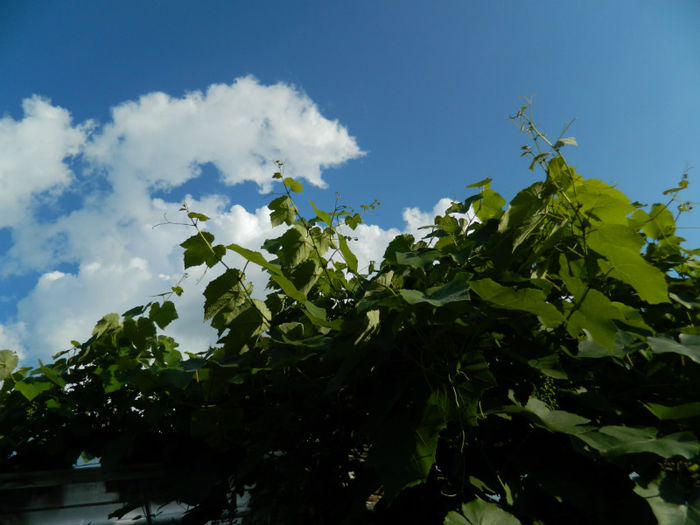 DSCN4194 - SPLENDORILE CERULUI 4