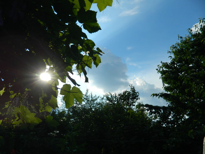 DSCN4207 - SPLENDORILE CERULUI 4