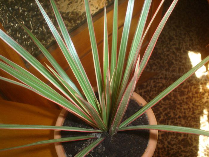 dracena