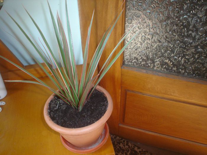 dracena