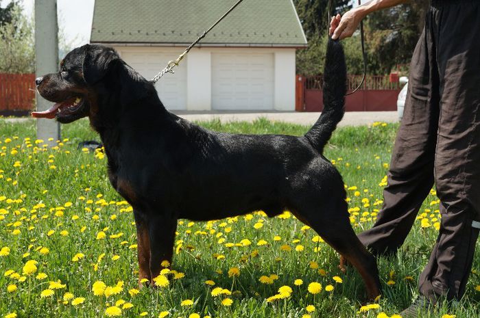 DSC00299 - HOGAN  ADAMSS ROTT